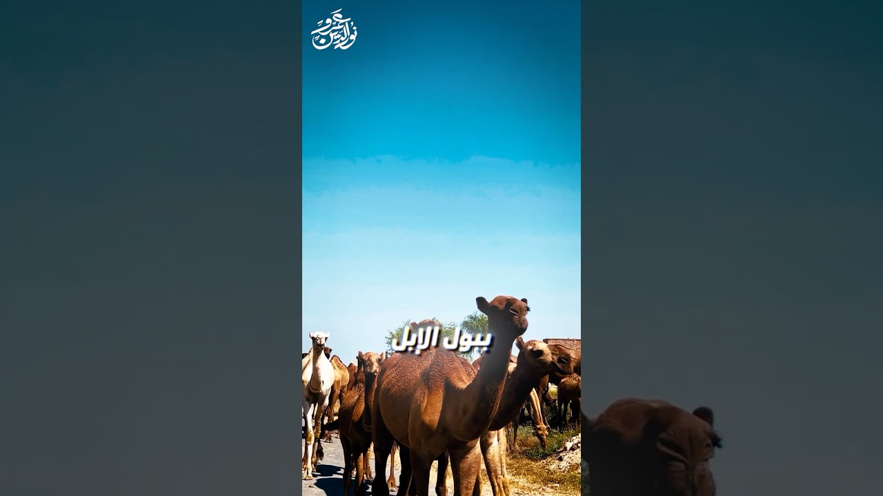 هل بول الإبل علاج؟