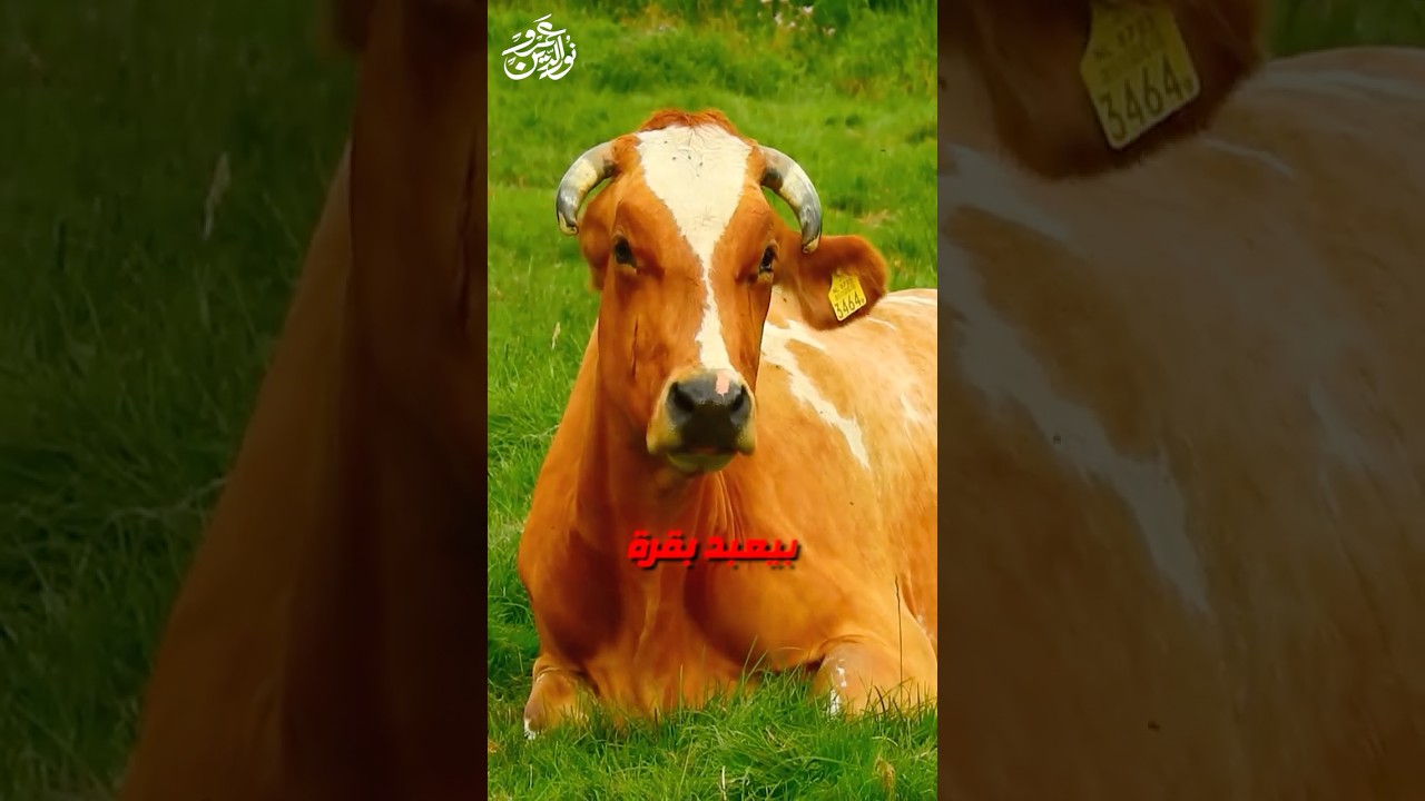 فيلم #برشامة والاستهزاء من الدين